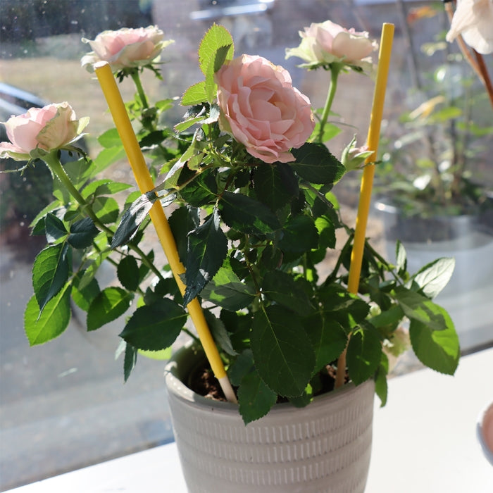 Zero In Pot Plant Bug Stick Yellow Pack of 6 ZER018 | Non-toxic Plant Protection | Indoor Use | 100 Percent Natural | Water Resistant | Long Lasting | Odourless | Disposable