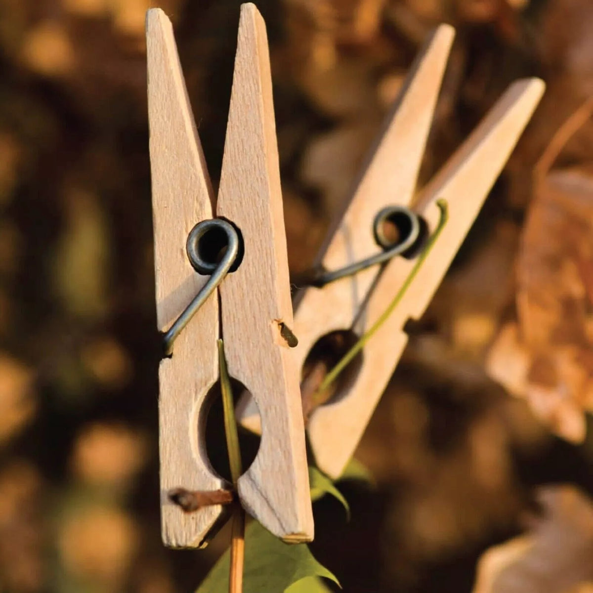 Bettina Bamboo Giant Pegs Natural 9cm x 1.5cm Pack of 20 04670 | Biodegradable | Eco - Friendly | Perfect for Hanging Clothes | Also for Use in Craft-Mail-Food Packets and Bag Sealing