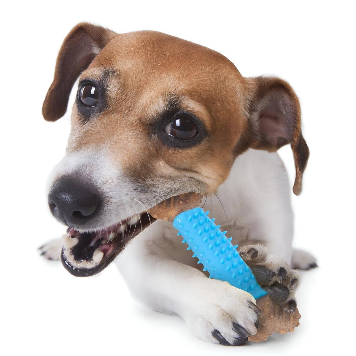 RSW Smart Choice Bamboo Dental Bone Toy 16cm Assorted Pack of 2 SC1646 | Made with Bamboo Fibre | Durable and Long Lasting | Helps Maintain Dental Hygiene | Strong
