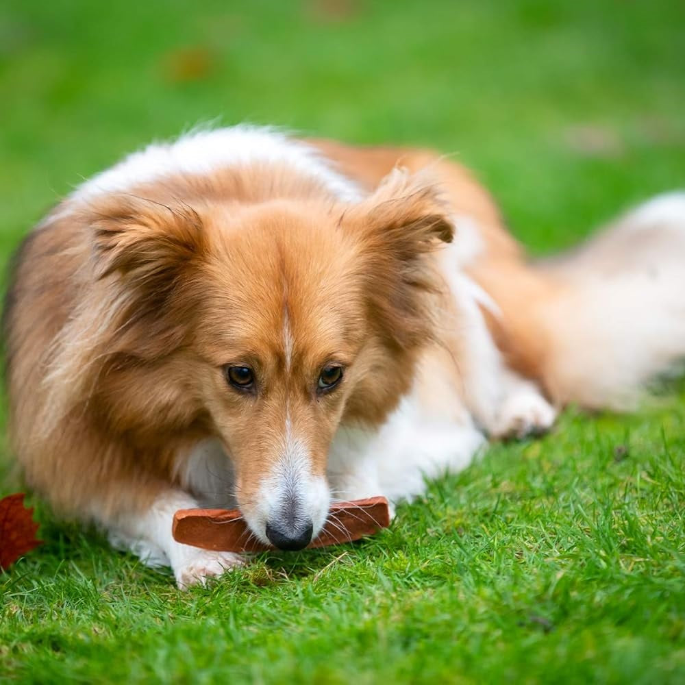 Smart Choice Salmon Meaty Skin Strips for Dogs Brown Pack of 7 100g SC1488 | Made with Real Salmon | Low Fat | High Protein | Omega 3 and 6 | Resealable Pouch | With Added Vitamins and Minerals | With Essential Fatty Acids and Antioxidants | Helps to