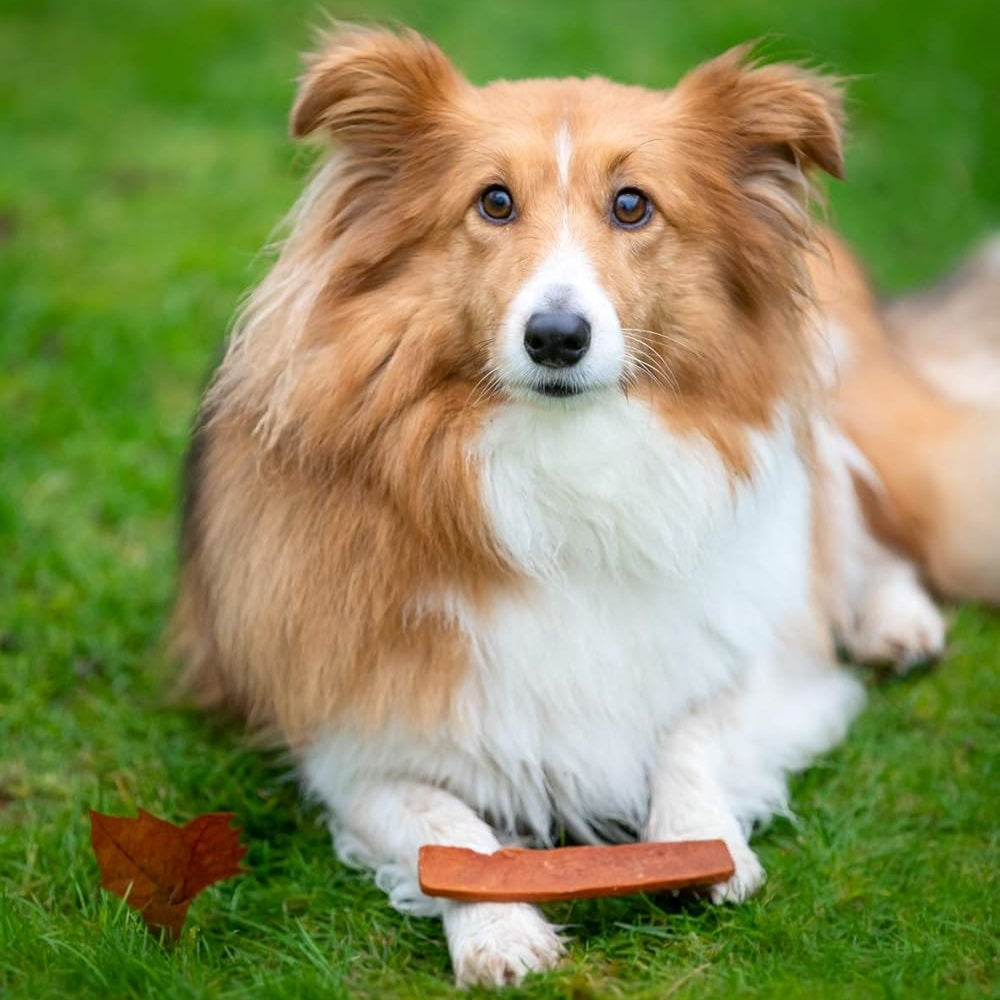 Smart Choice Salmon Meaty Skin Strips for Dogs Brown Pack of 7 100g SC1488 | Made with Real Salmon | Low Fat | High Protein | Omega 3 and 6 | Resealable Pouch | With Added Vitamins and Minerals | With Essential Fatty Acids and Antioxidants | Helps to