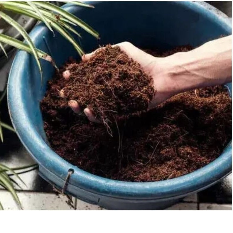 Miracle-Gro Peat Free Premium Mediterranean and Citrus Compost Brown 10Ltr 121463 | Special Plant Compost | For Mediterranean Plants | Iron Fortified | pH Optimised | 14 Vital Minerals | For Longer Plant Life | For Greener Leaves | Faster Growth and