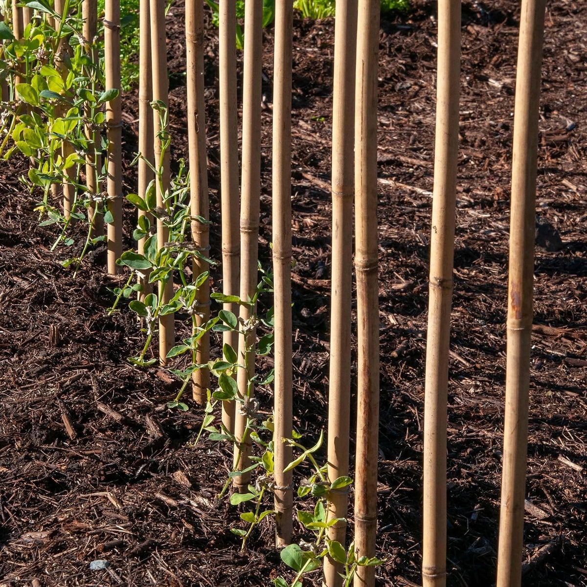 Green Blade Bamboo Plant Support Stakes Brown 90cm Pack of 10 PS211 | Durable | Lightweight and Sturdy Traditional Bamboo | Natural Bending and Movements Helps Growing Plants | Plant Support Sticks | Bamboo Garden Canes | Climbing Plant Support | Natural