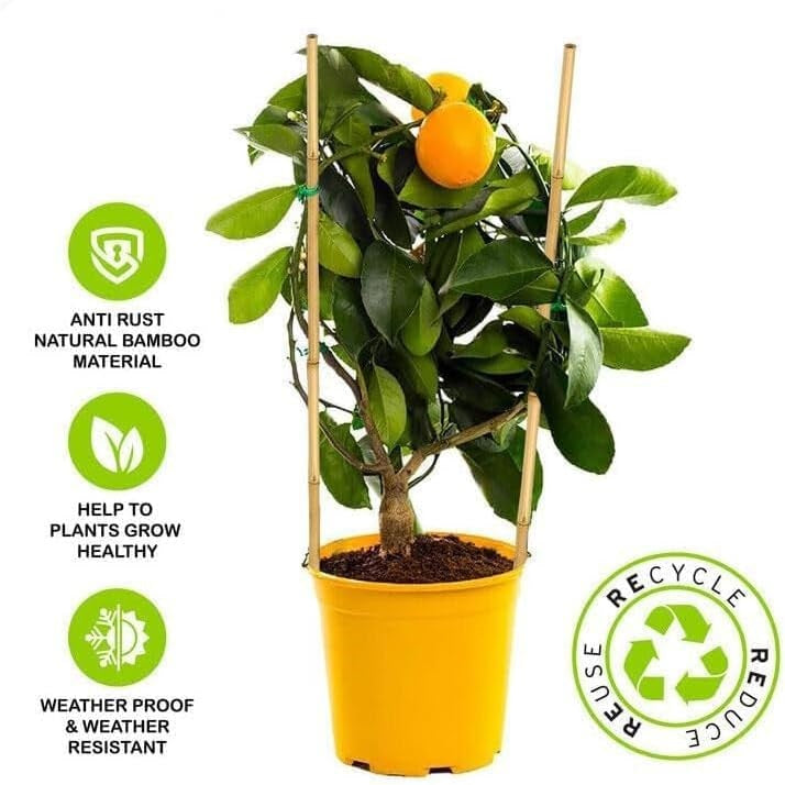 Green Blade Bamboo Plant Support Stakes Brown 90cm Pack of 10 PS211 | Durable | Lightweight and Sturdy Traditional Bamboo | Natural Bending and Movements Helps Growing Plants | Plant Support Sticks | Bamboo Garden Canes | Climbing Plant Support | Natural