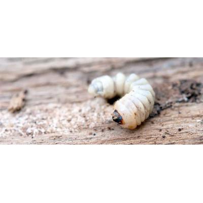 Rentokil Low Odour Fast Drying Woodworm Wood Boring Insect Rooting Fungi Treatment Fluid 250ml PWT25