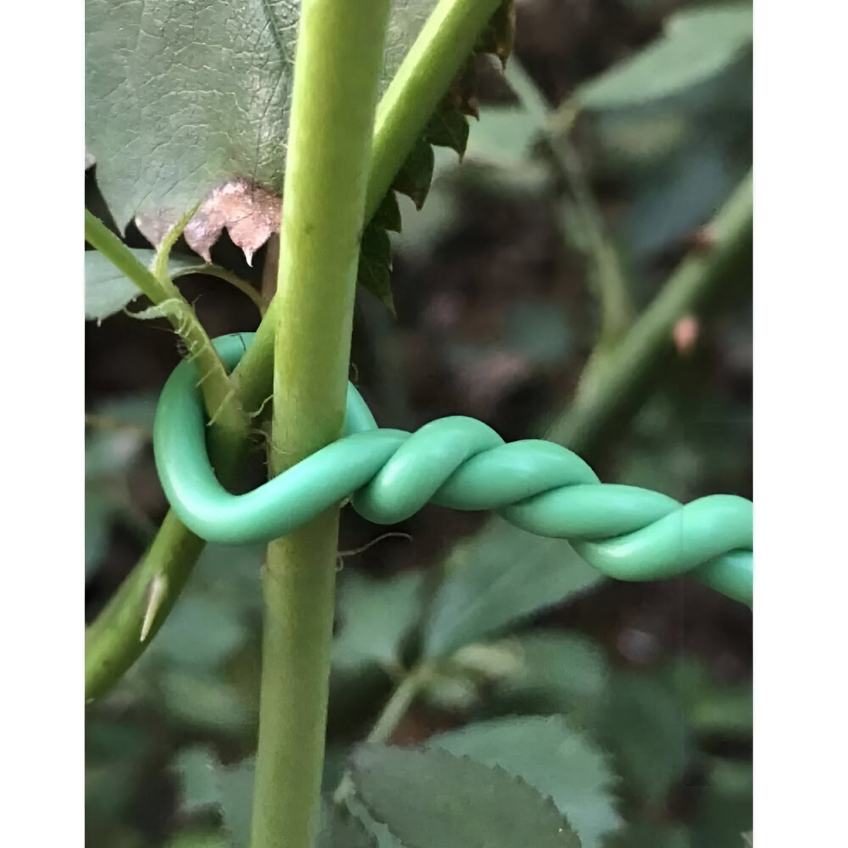 Green Blade Flexible Twist Garden Tie Green 2.5mm x 8Mtr TT151 | TPR Material | Durable | Reusable Garden Wire | For Use in the Garden  - Greenhouse and Around the Home