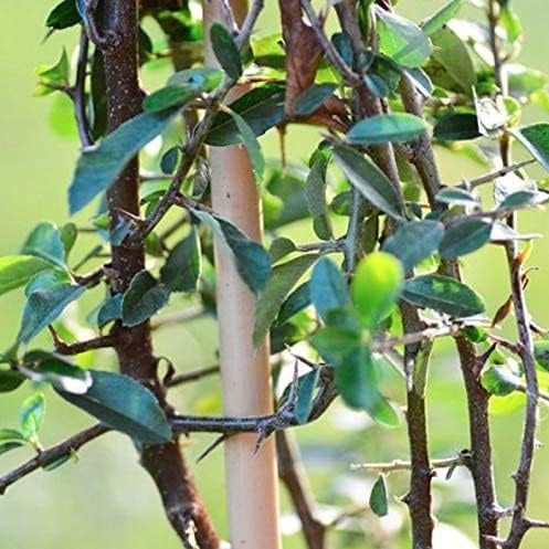 Rowan Gardening Accessories Natural Bamboo Garden Plant Support Stakes Wooden Brown 90cm Pack of 8 GAR1426OB | For Climbing Plants-Vegetables and Flowers