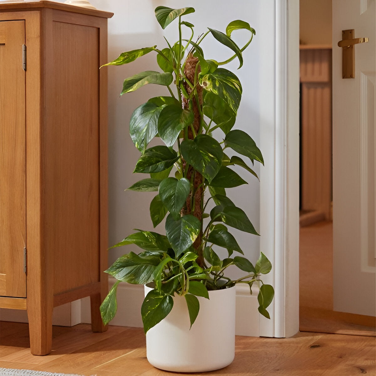 Smart Garden Cocomoss Pole Brown H90cm x D5cm 4070091 | The Perfect House Plant Support | Ideal for Larger Plants or Those with an Upright Habit | Coco Fibre with a Rot Proof - Long Lasting - Plastic Core