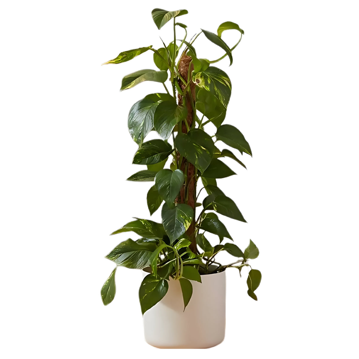 Smart Garden Cocomoss Pole Brown H90cm x D5cm 4070091 | The Perfect House Plant Support | Ideal for Larger Plants or Those with an Upright Habit | Coco Fibre with a Rot Proof - Long Lasting - Plastic Core