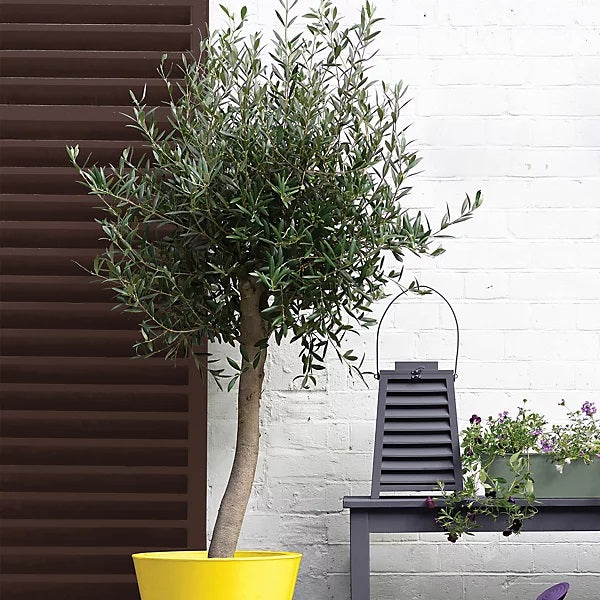 Sandtex Exterior Advance Technology Multi-Surface Gloss Paint Chestnut Brown 750ml 5101322 | Dedicated Exterior Specialist | Quick Drying | Mould Resistant | Flexible to Resist Cracking and Flaking