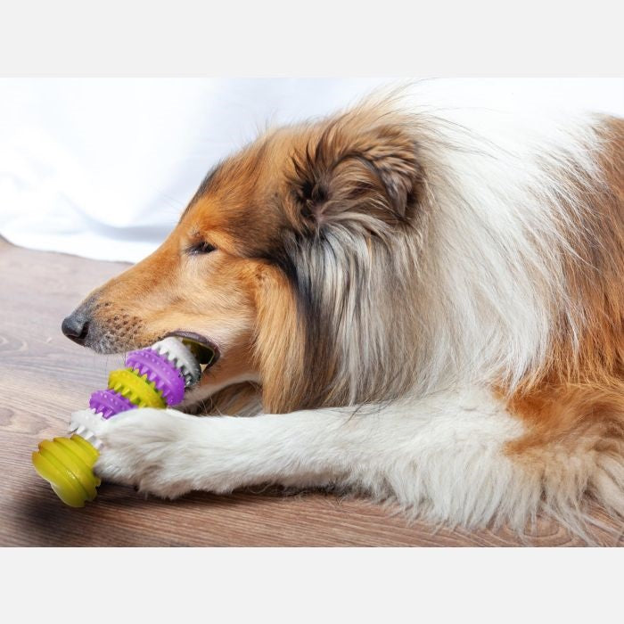 RSW Smart Choice Rubber Bone Toy with Twist Action for Dogs Assorted Colours 15cm x 5cm Pack of 1 SC1579 | Great for Dental Care | Lightweight and Robust Rubber | Helps to Maintain Dental Hygiene | Great for Games of Throw and Fetch