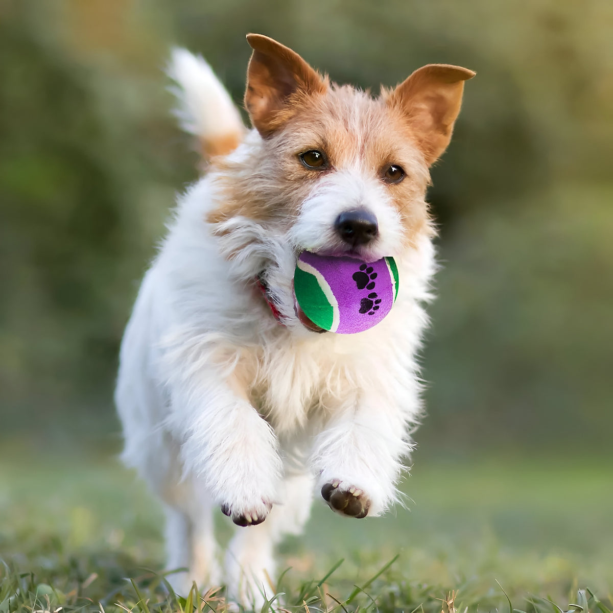 RSW Smart Choice Tennis Balls Assorted Colours 2-Inch Pack of 5 SC1554 | Great for Games of Throw and Fetch
