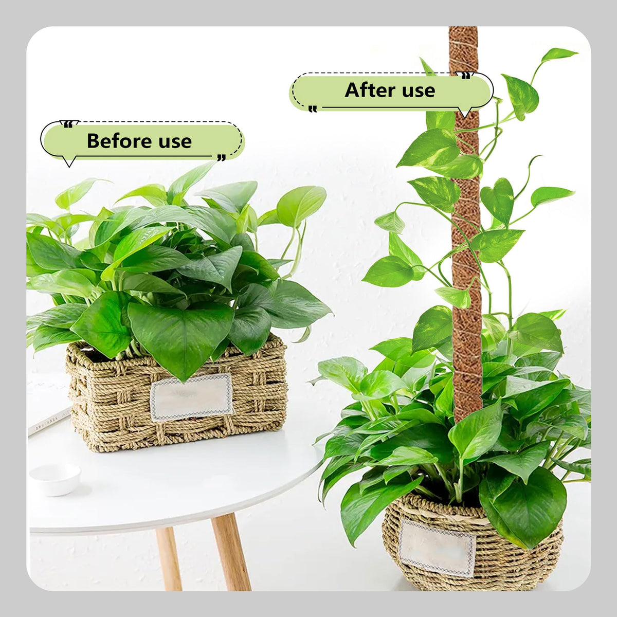 Green Blade Bendable Moss Pole Brown 48-Inch Pack of 2 PS226 | Great for Use Both Indoors and Outdoors | Perfect for Supporting all Climbing Plants from Shrubs - Vines and Vegetables to Ornamental Plants etc | Bendable Design to Allow you to Flex and