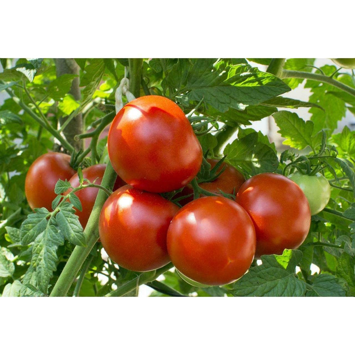 Levington Tomorite Concentrated Tomato Food with Seaweed Extract Red 500ml 121027 | Ideal for Greenhouse and Outdoor Use | For Healthy Tomatoes