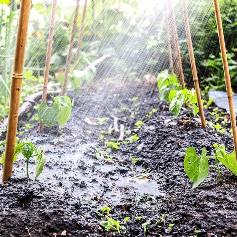 Kingfisher Garden Bamboo Canes Natural L60cm Pack of 20 BAM1A | 6mm-8mm Thickness | Ideal for Supporting all Kinds of Plants