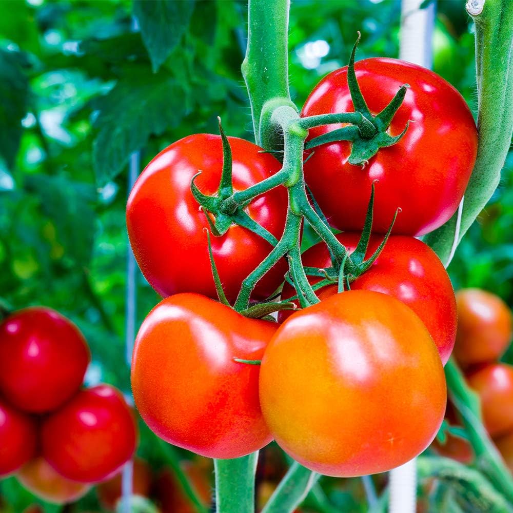 Doff Tomato Feed With Seaweed and Magnesium Concentrate 1Ltr FJGA00 | For Strong and Healthy Growth | Makes upto 300 Litres | Promotes Top Quality - Full Flavoured Tomatoes - Fruits and Vegetables