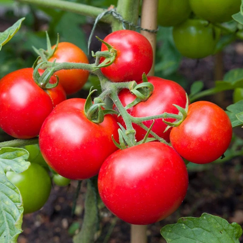 Doff Tomato Feed With Seaweed and Magnesium Concentrate 1Ltr FJGA00 | For Strong and Healthy Growth | Makes upto 300 Litres | Promotes Top Quality - Full Flavoured Tomatoes - Fruits and Vegetables