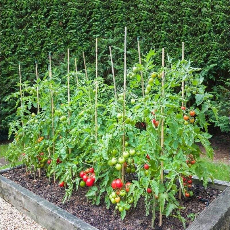Doff Tomato Feed With Seaweed and Magnesium Concentrate 1Ltr FJGA00 | For Strong and Healthy Growth | Makes upto 300 Litres | Promotes Top Quality - Full Flavoured Tomatoes - Fruits and Vegetables