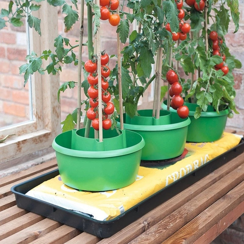 Doff Tomato Feed With Seaweed and Magnesium Concentrate 1Ltr FJGA00 | For Strong and Healthy Growth | Makes upto 300 Litres | Promotes Top Quality - Full Flavoured Tomatoes - Fruits and Vegetables