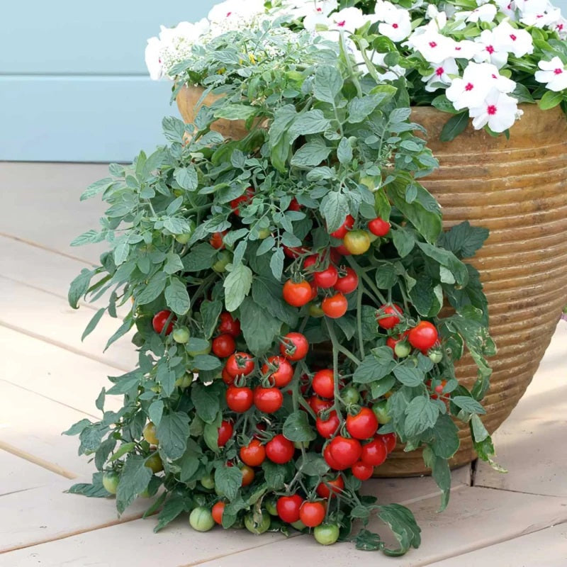 Doff Tomato Feed With Seaweed and Magnesium Concentrate 1Ltr FJGA00 | For Strong and Healthy Growth | Makes upto 300 Litres | Promotes Top Quality - Full Flavoured Tomatoes - Fruits and Vegetables