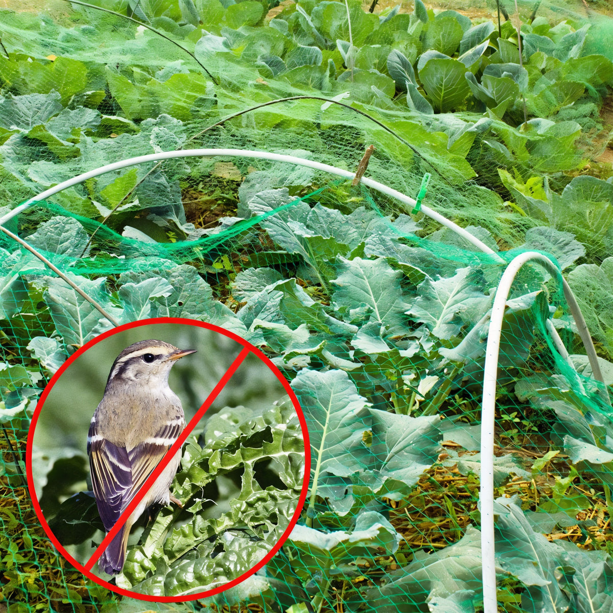DID Garden Netting Green 2Mtr x 10Mtr GN6763 | Ideal for Protecting Seedlines - Vegetables - Strawberry Plants and Soft Fruits etc.