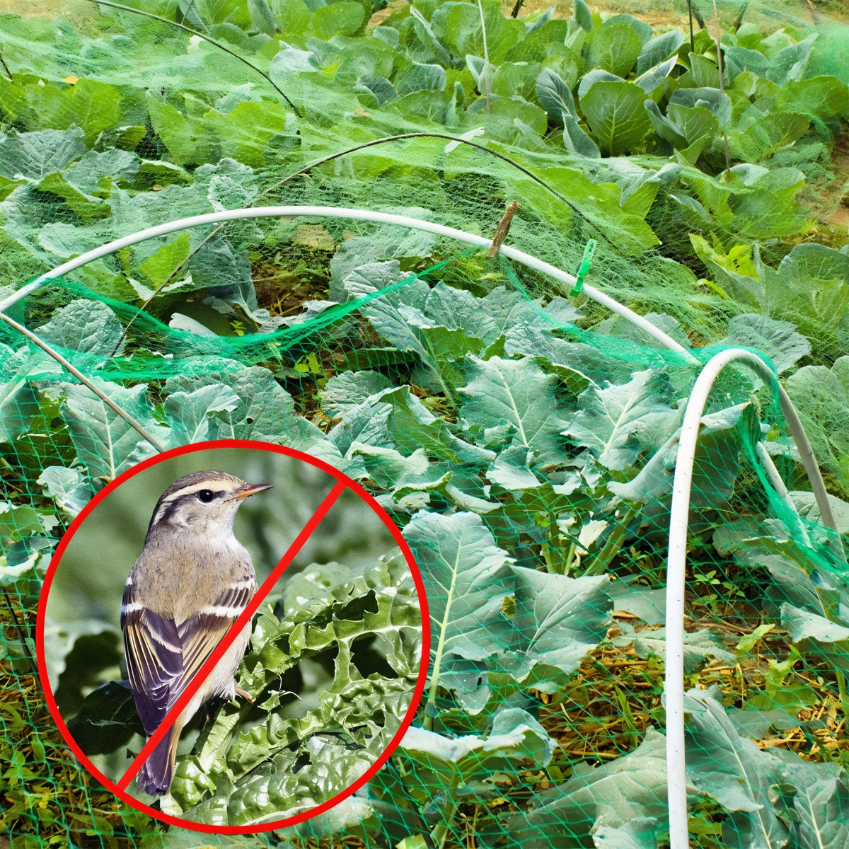 DID Garden Netting Green 4Mtr x 5Mtr GN6764 | Ideal for Protecting Seedlines - Vegetables - Strawberry Plants and Soft Fruits etc.