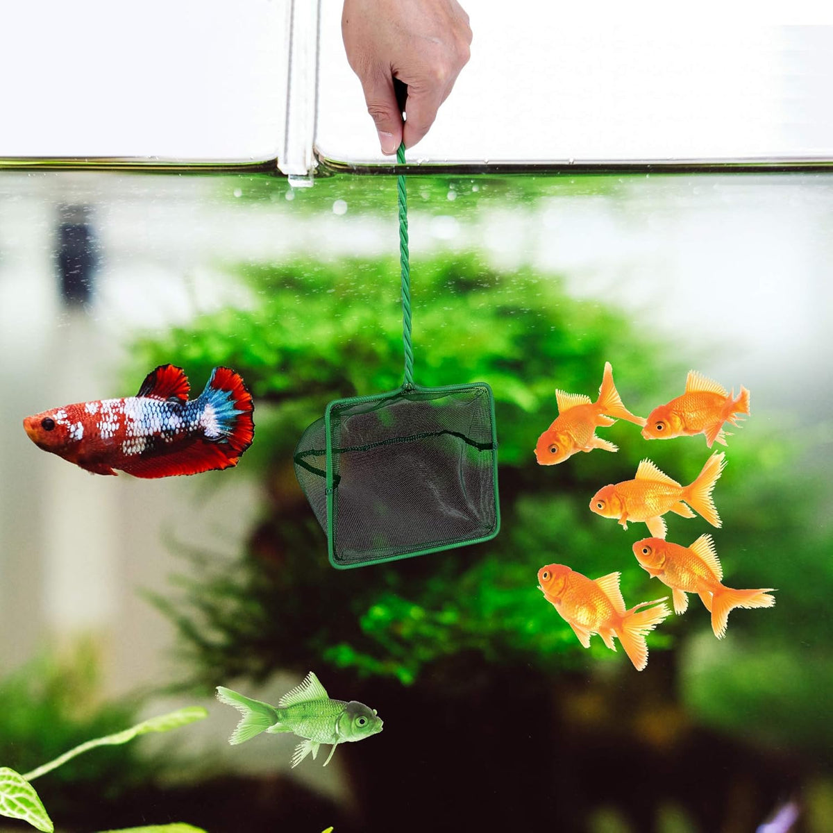 Ashley Housewares Fish Tank Net Green 25cm TN152 | Fine Nylon Mesh | Deep Pocket Design | Extra Long Handle | For Aquarium Cleaning and Fish Care | Effectively Isolate Impurities