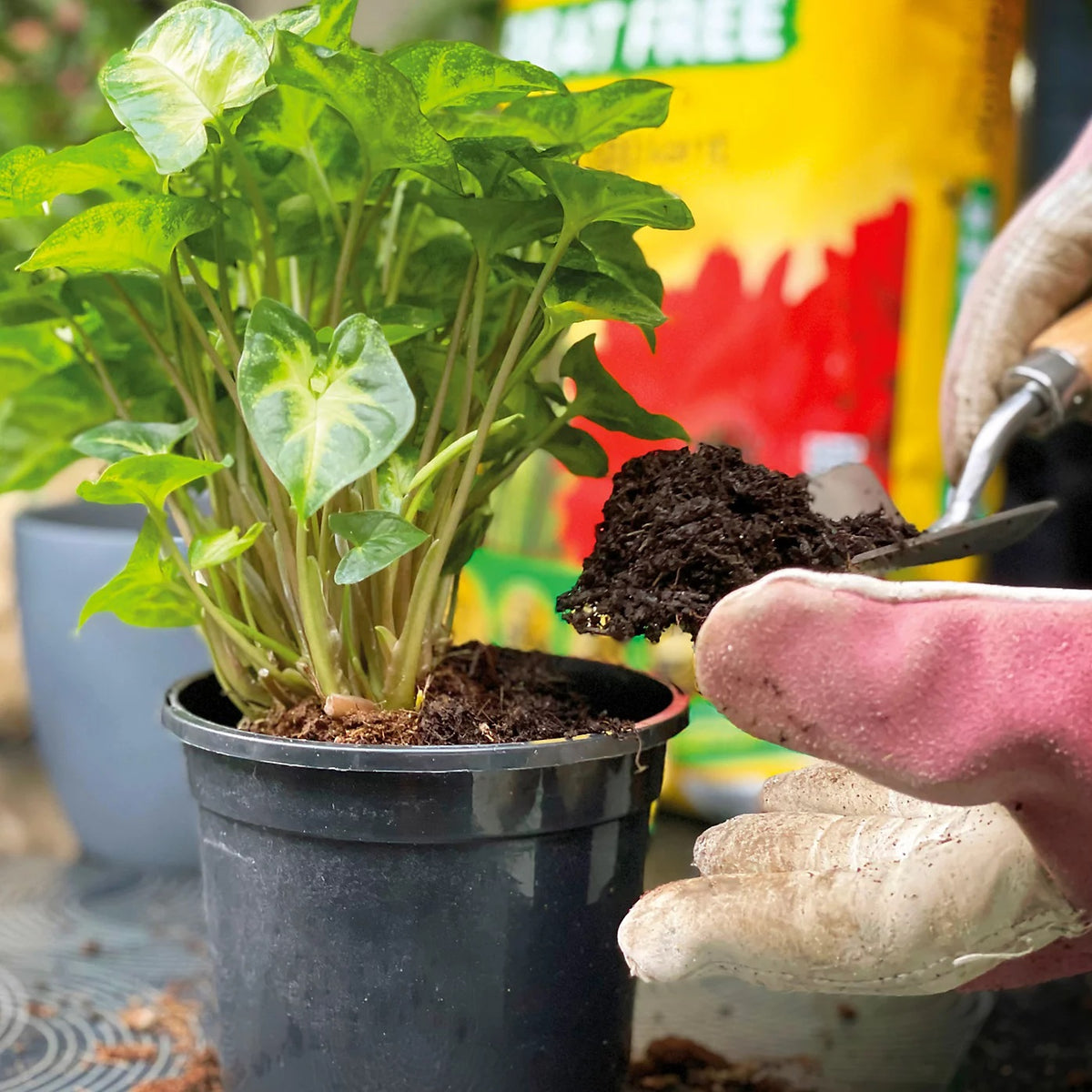 Miracle-Gro Peat Free Premium Houseplant Potting Mix Multicoloured 10Ltr | 14 Vital Nutrients | Locks in Moisture | Promotes Root Growth | Child and Pet Friendly | 3 Months Feed | Use in Pots-Container and Hanging Baskets