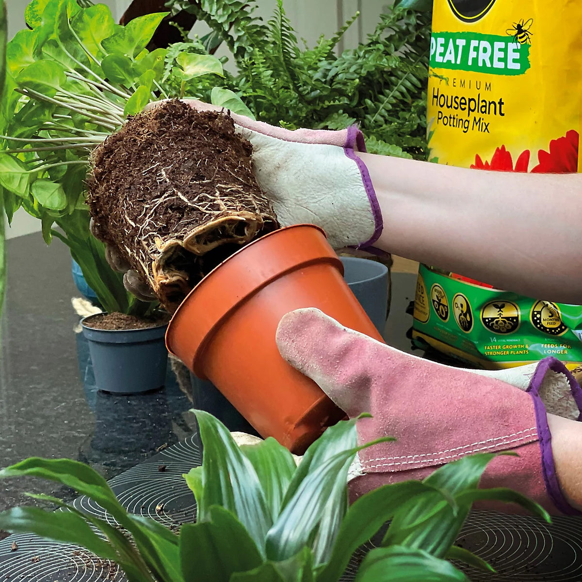Miracle-Gro Peat Free Premium Houseplant Potting Mix Multicoloured 10Ltr | 14 Vital Nutrients | Locks in Moisture | Promotes Root Growth | Child and Pet Friendly | 3 Months Feed | Use in Pots-Container and Hanging Baskets