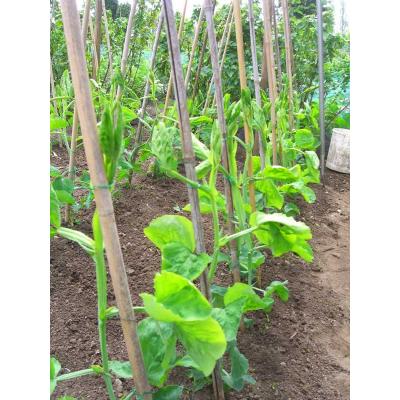 Green Jem Garden Wire Green 5Mtr x 3mm GSGW5 | PVC Coated Plant Tie Wire | Strong Support for Tying-Fixing and Training Plants