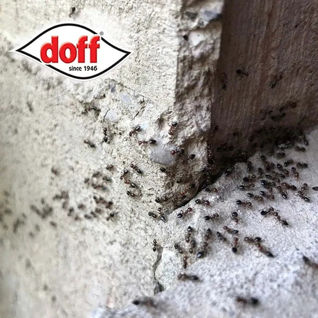 Doff Ant and Crawling Insect Killer Spray Red 1Ltr F-BH-A00-DOF-01 | Fast Acting Control | Kills Wasps-Beetles-Cockroaches