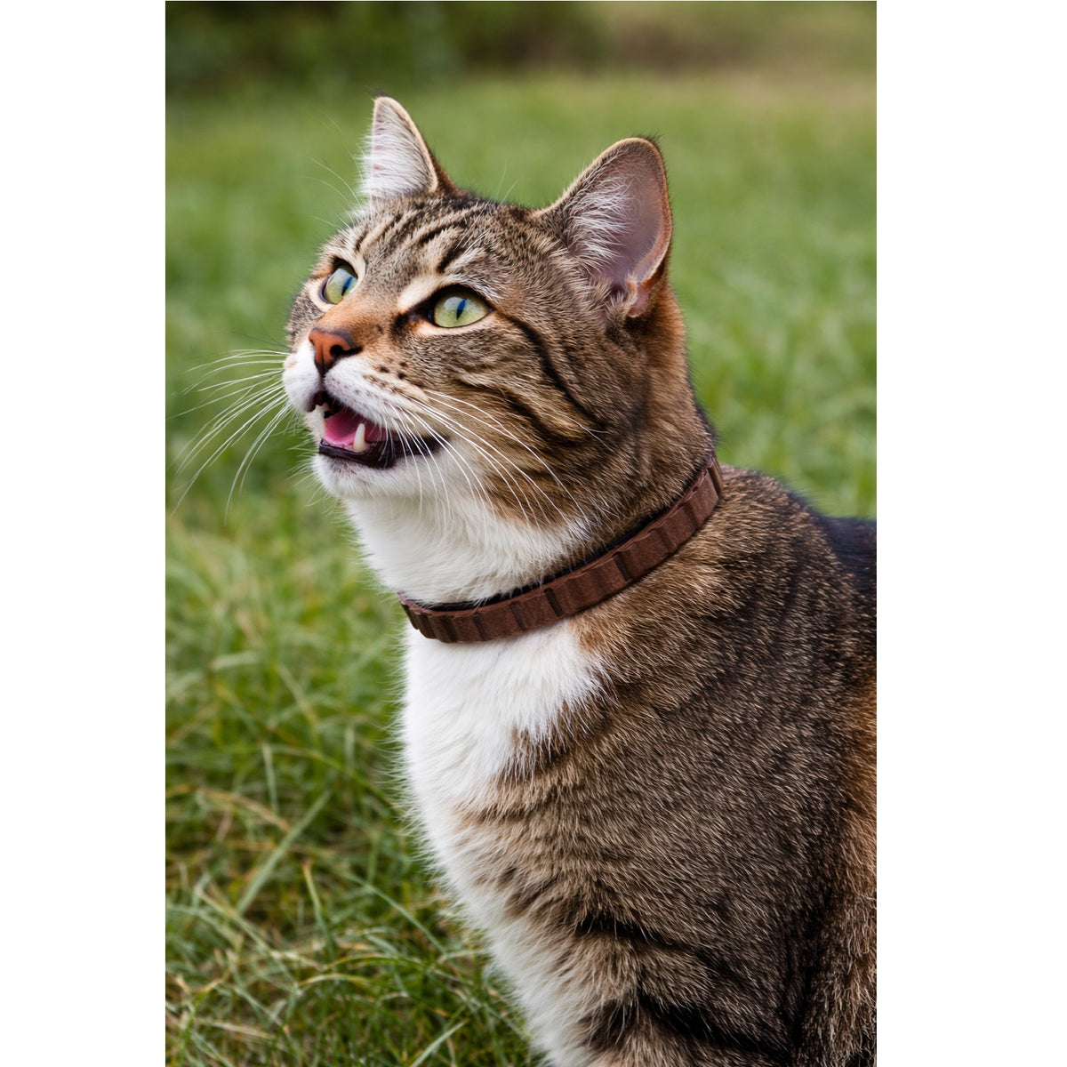 151 Pride and Groom Flea and Tick Collar For Cats Brown PG008 | Repels Fleas and Ticks | Protects for upto 3 Months | Fits Cats of All Sizes