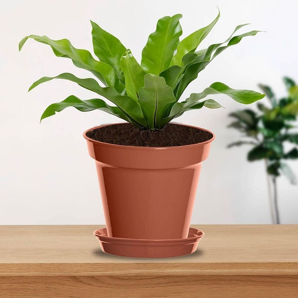 Whitefurze Basic Garden Plant Pot Saucer Terracotta G043223 | For 7-8 Inch Pot