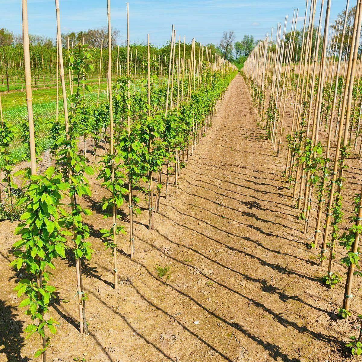 Kingfisher Garden Bamboo Canes Natural L180cm T12mm-14mm Pack of 10 BAM5A | Plant Support Stakes | Garden Growing Accessories | Outdoor Flower Vegetable Canes | Ideal for Supporting All Kind of Plants