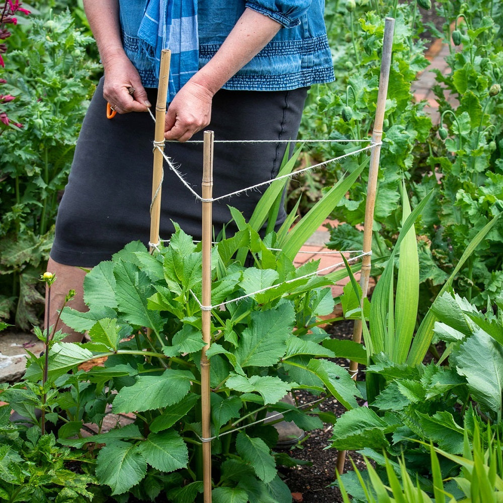 Kingfisher Garden Bamboo Canes Natural L220cm T12mm-14mm Pack of 10 BAM6A | Plant Support Stakes | Garden Growing Accessories | Outdoor Flower Vegetable Canes | Ideal for Supporting All Kind of Plants