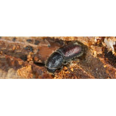 Rentokil Low Odour Fast Drying Woodworm Wood Boring Insect Rooting Fungi Treatment Fluid 250ml PWT25