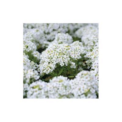 Fothergills Country Value Price Band A Alyssum Carpet of Snow Flower Seeds Green and White Pack of 830-Seeds 13101