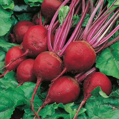 Fothergills Country Value Price Band A Beetroot Perfect 3 Vegetable Seeds Deep Red Pack of 200-Seeds 13501