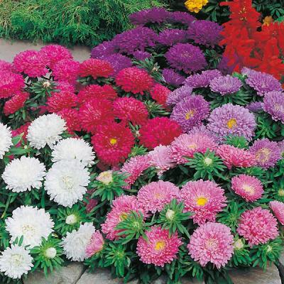 Fothergills Country Value Price Band A Carpet Mixed Aster Flower Seeds Multicolour Pack of 200-Seeds 13106