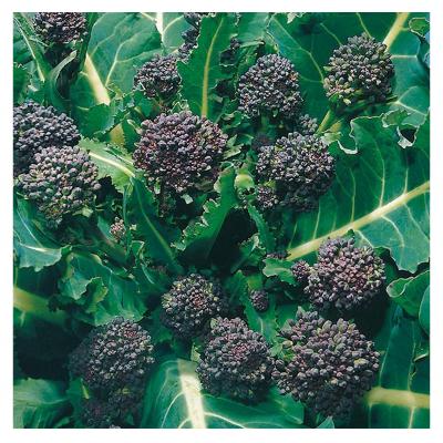 Fothergills Country Value Price Band A Broccoli Vegetable Seeds Early Purple Pack of 400-Seeds 13502