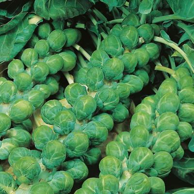Fothergills Country Value Price Band A Evesham Special Brussels Sprout Vegetable Seeds Green Pack of 300-Seeds 13503