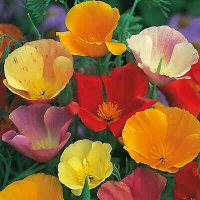 Fothergills Country Value Price Band A Single Mixed California Poppy Flower Seeds Multicolour Pack of 400-Seeds 10233