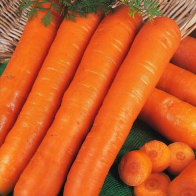 Fothergills Country Value Price Band A Autumn King 2 Carrot Vegetable Seeds Multicolour Pack of 1750-Seeds 13508