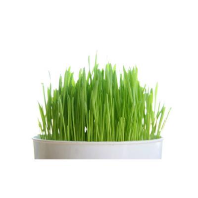 Fothergills Country Value Price Band A Cat Grass Seeds Multicolour 20g 21246