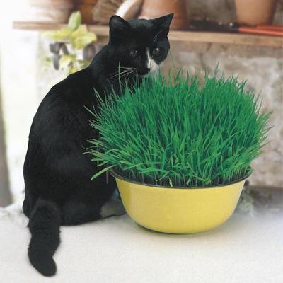 Fothergills Country Value Price Band A Cat Grass Seeds Multicolour 20g 21246