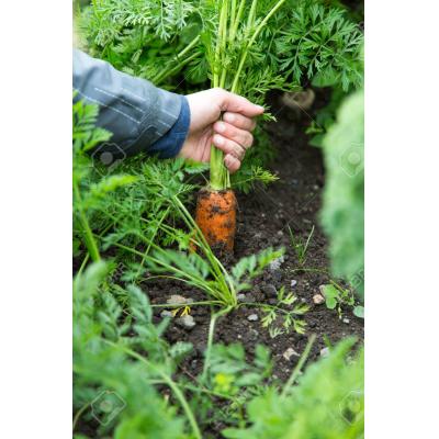 Fothergills Country Value Price Band A Nantes 5 Carrot Vegetable Seeds Multicolour Pack of 1750-Seeds 13510