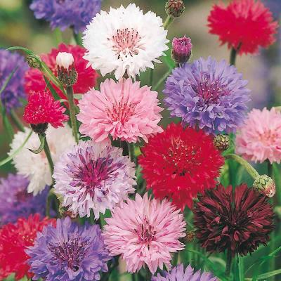 Fothergills Country Value Price Band A Tall Mixed Cornflower Seeds Multicolour Pack of 200-Seeds 13118