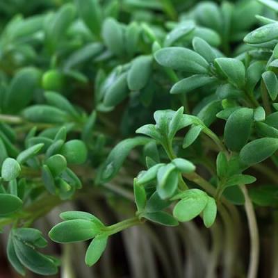 Fothergills Country Value Price Band A Fine Curled Cress Vegetable Seeds Green Pack of 2000-Seeds 13512