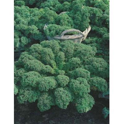 Fothergills Country Value Price Band A Dwarf Green Curled kale Vegetable Seeds Green Pack of 300-Seeds 13512