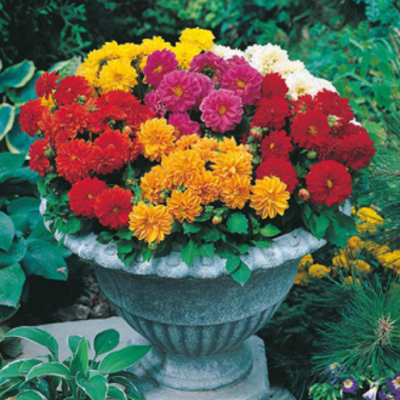 Fothergills Country Value Price Band A Dwarf Double Mixed Dahlia Flower Seeds Multicolour Pack of 45-Seeds 13120